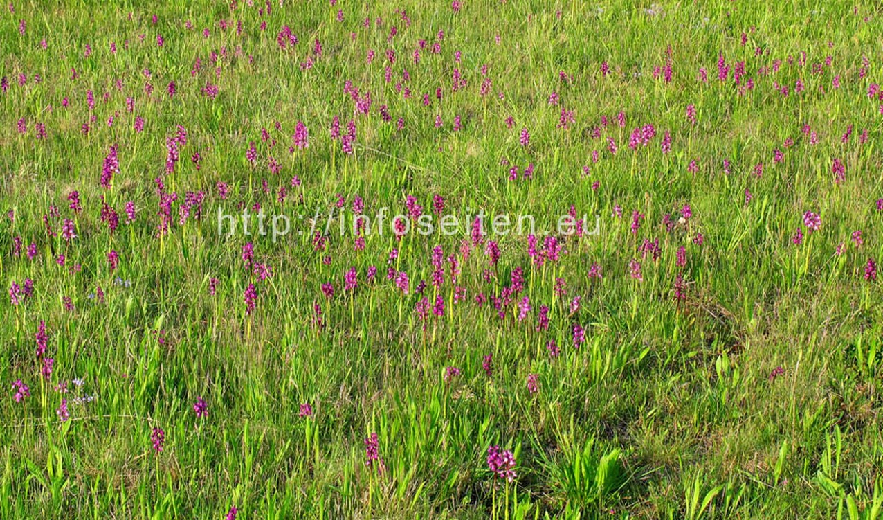 Infoseiten