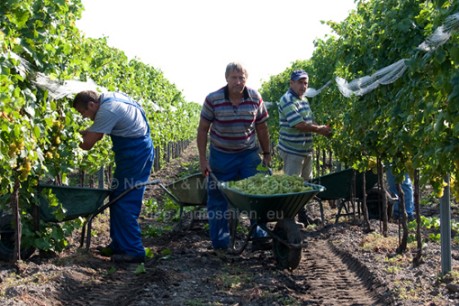 Weinlese am Neusiedlersee - Infoseiten