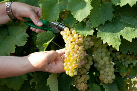 Weinlese am Neusiedlersee - Infoseiten