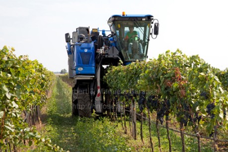 Weinlese am Neusiedlersee - Infoseiten