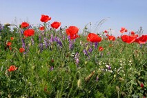 Frühling am Neusiedlersee