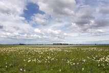 Frühling am Neusiedlersee