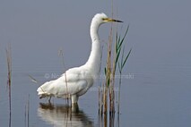 Frühling am Neusiedlersee