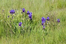 Frühling am Neusiedlersee