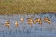 Frühling am Neusiedlersee