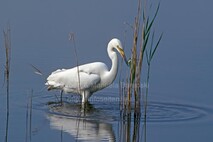 Frühling am Neusiedlersee