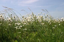 Frühling am Neusiedlersee