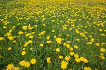 Frühling am Neusiedlersee