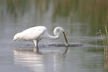 Frühling am Neusiedlersee