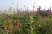 Frühling am Neusiedlersee
