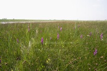 Frühling am Neusiedlersee