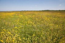 Frühling am Neusiedlersee