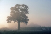 Herbst am Neusiedlersee