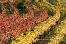 Herbst am Neusiedlersee