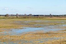Herbst am Neusiedlersee