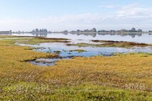 Herbst am Neusiedlersee