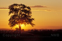 Herbst am Neusiedlersee