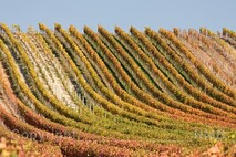 Herbst am Neusiedlersee