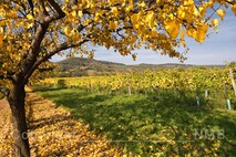 Herbst am Neusiedlersee