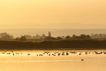 Herbst am Neusiedlersee