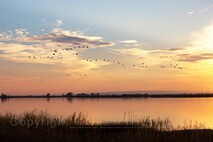 Herbst am Neusiedlersee