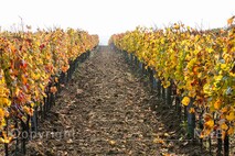 Herbst am Neusiedlersee