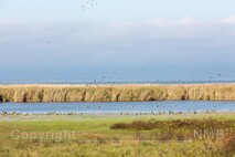 Herbst am Neusiedlersee