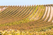 Herbst am Neusiedlersee