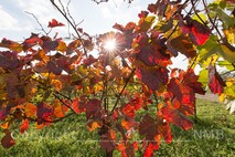 Herbst am Neusiedlersee