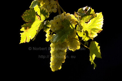 Weinlese am Neusiedlersee