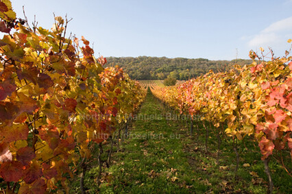 Weinlese am Neusiedlersee