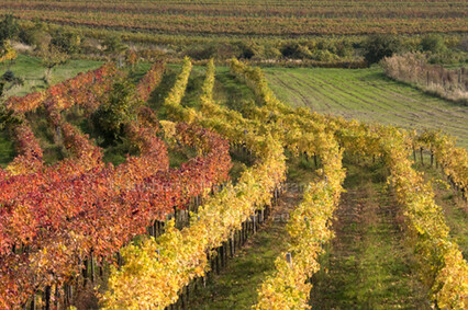 Weinlese am Neusiedlersee