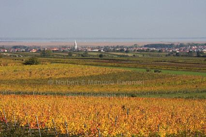 Weinlese am Neusiedlersee