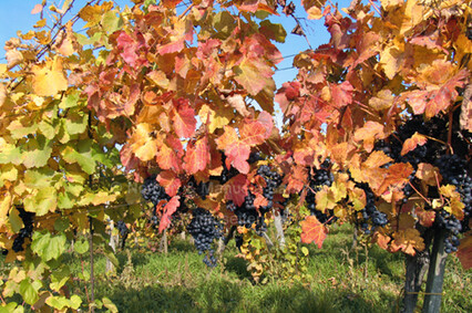 Weinlese am Neusiedlersee