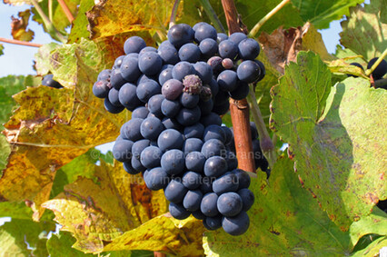 Weinlese am Neusiedlersee