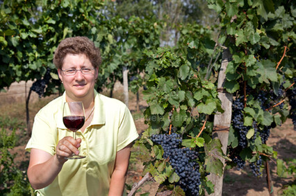 Weinlese am Neusiedlersee