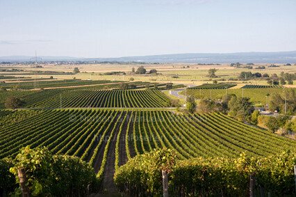 Weinlese am Neusiedlersee