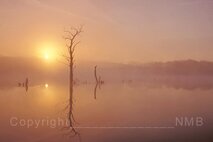 Nebel
