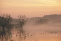 Nebel