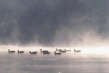 Nebel
