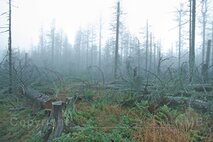 Nebel