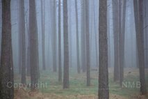 Nebel