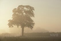 Nebel