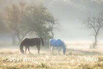 Nebel