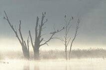 Nebel