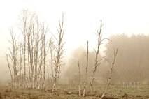 Nebel
