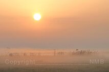 Nebel