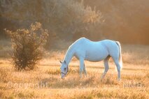 Nebel