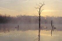 Nebel