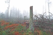 Nebel